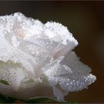 White Rose