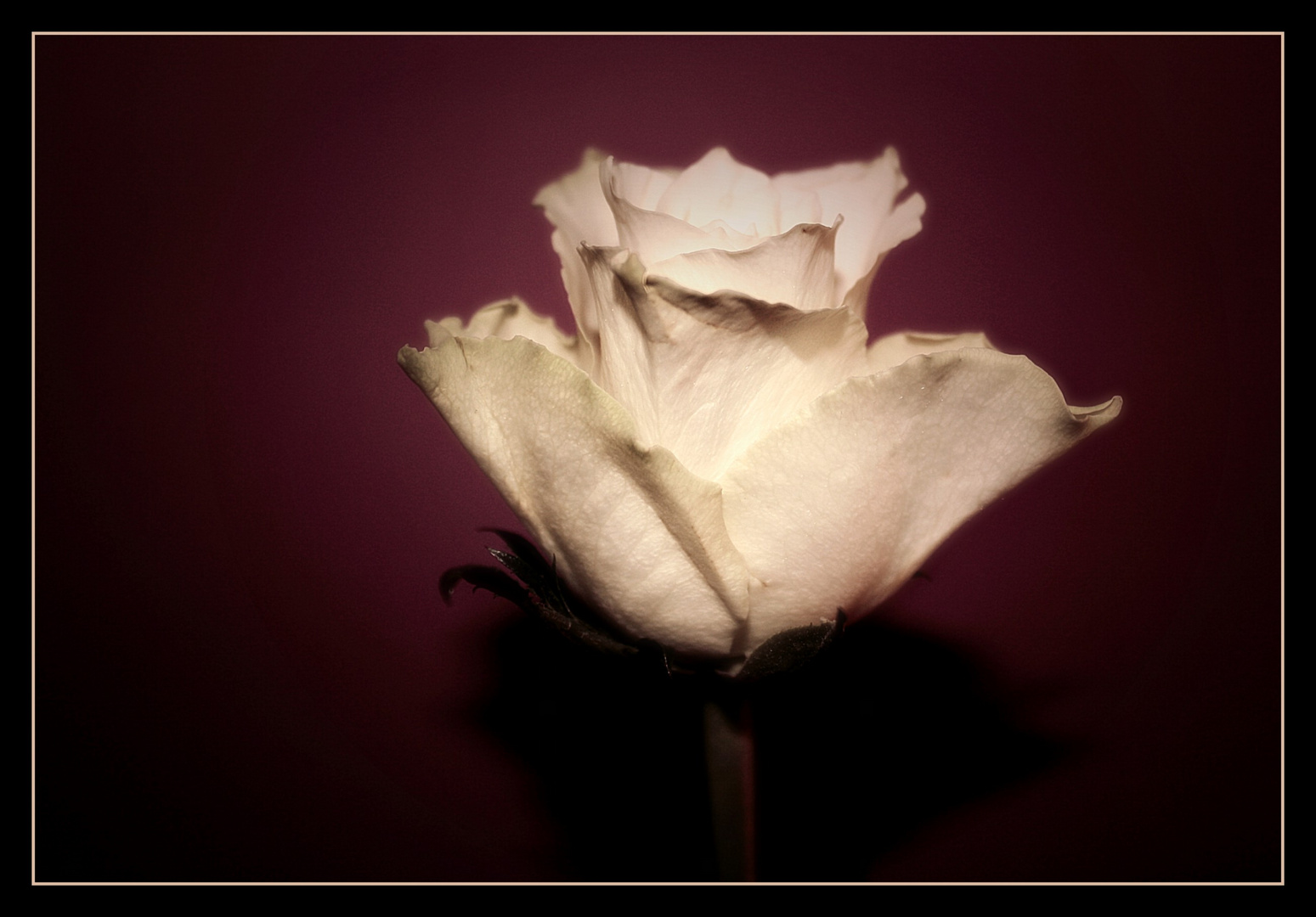 white Rose