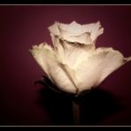 white Rose