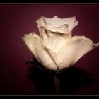 white Rose