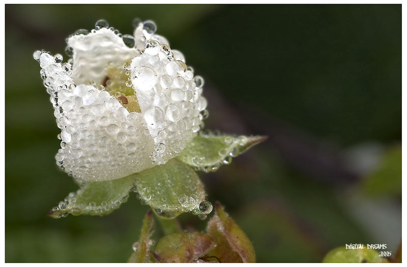 white rose