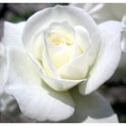 white rose