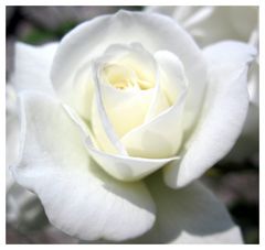 white rose