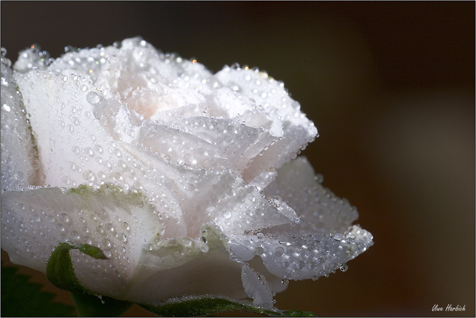 white Rose