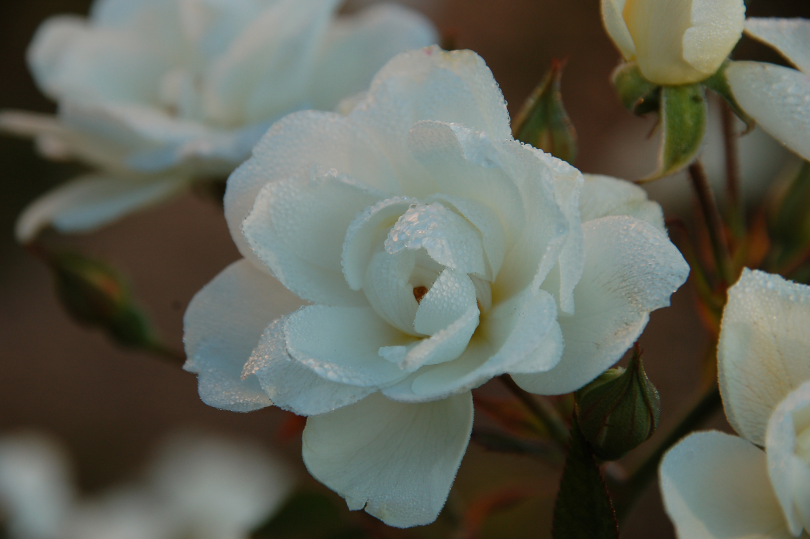 White Rose