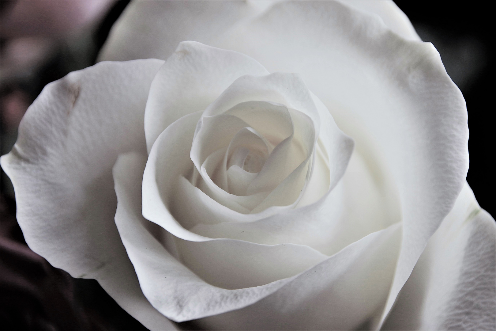 white rose