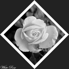 White Rose