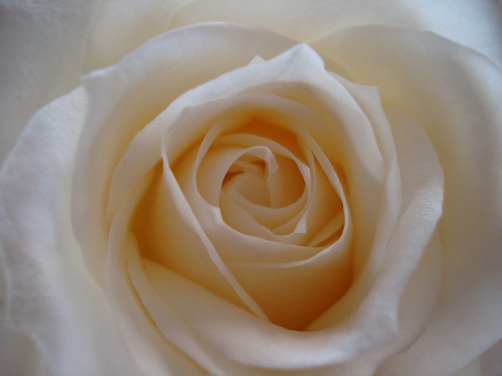 White Rose