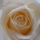 White Rose