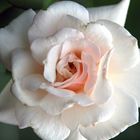 white rose