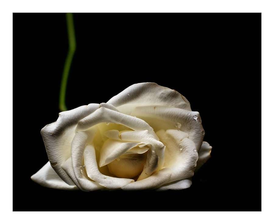 white rose