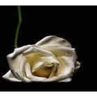 white rose