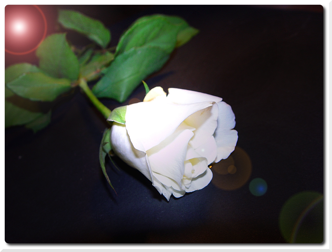 White Rose!