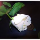 White Rose!