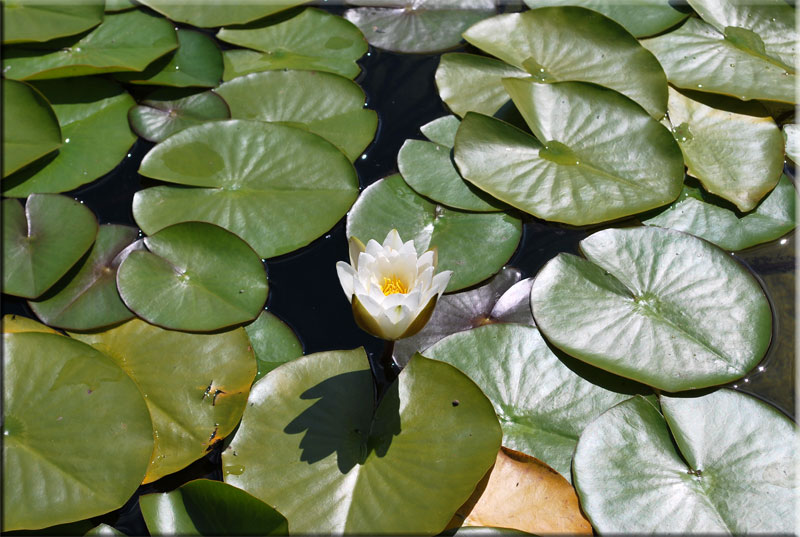 White Rose