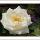 white rose