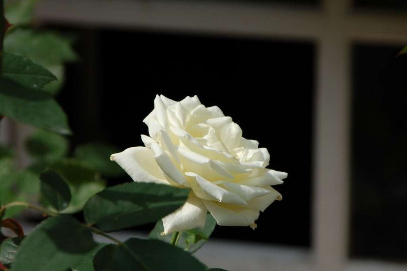 White Rose