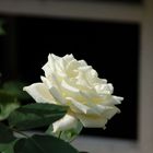 White Rose