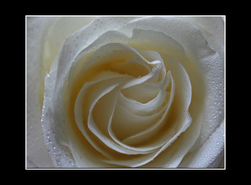 White Rose