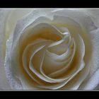 White Rose