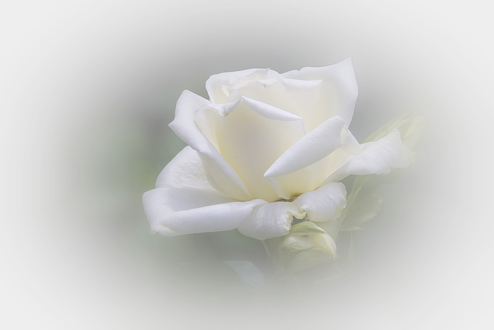 white rose..