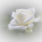white rose..