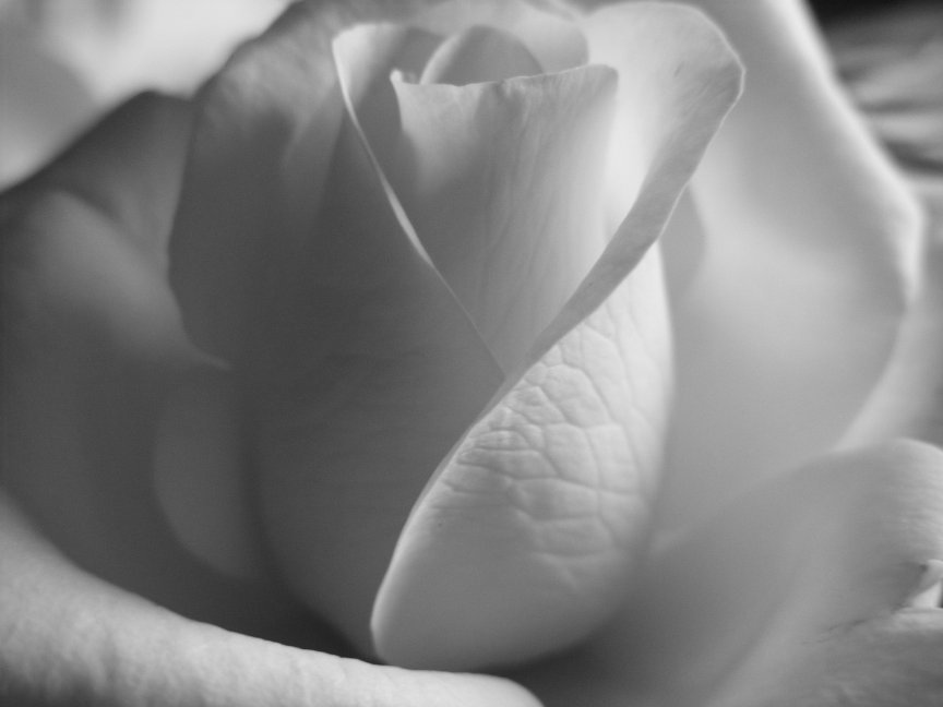 "White Rose"