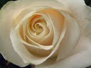 White Rose