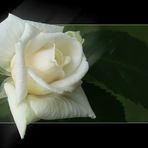 White Rose