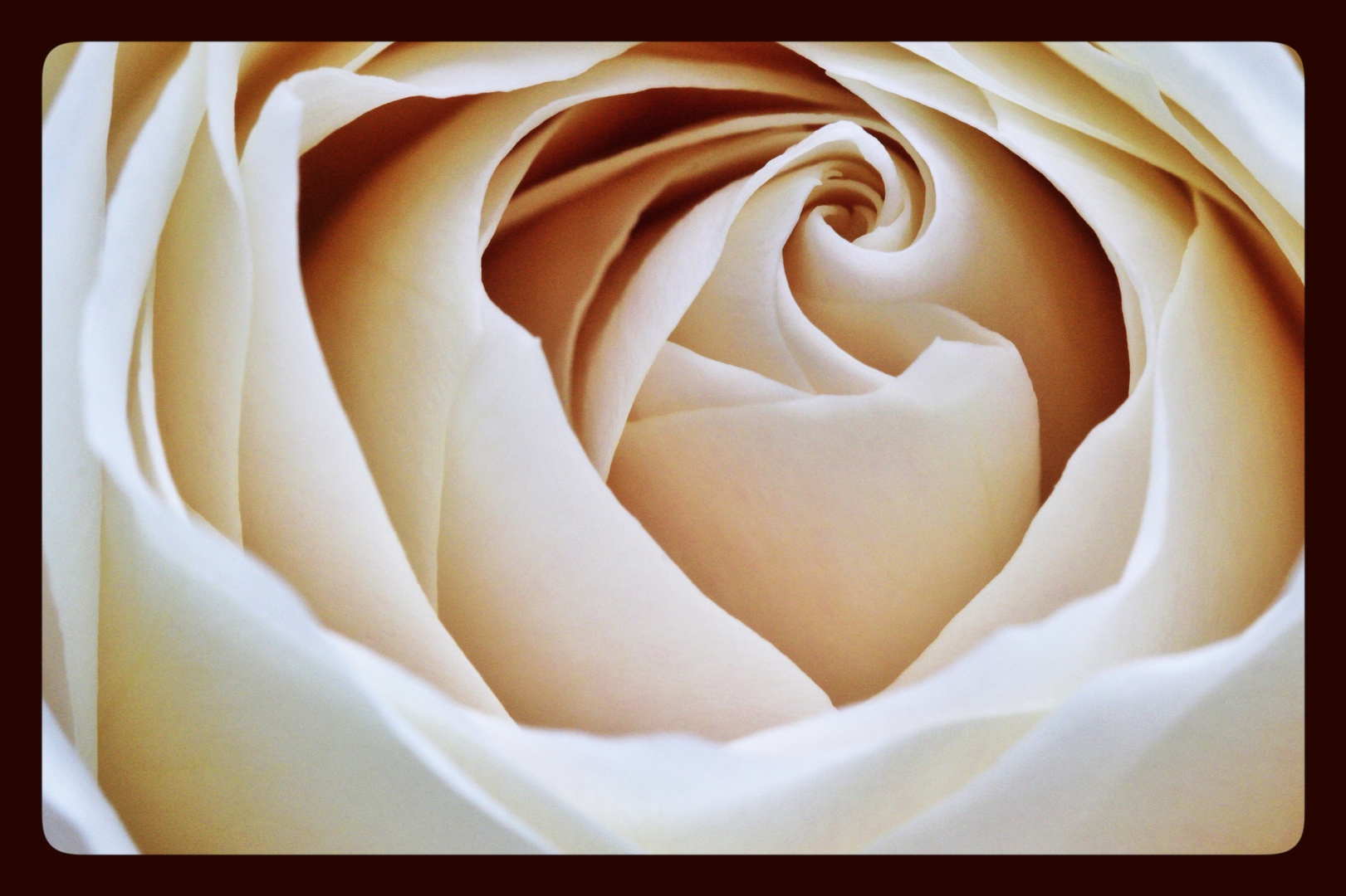 white Rose