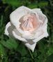 white rose von Vera M. Shulga 