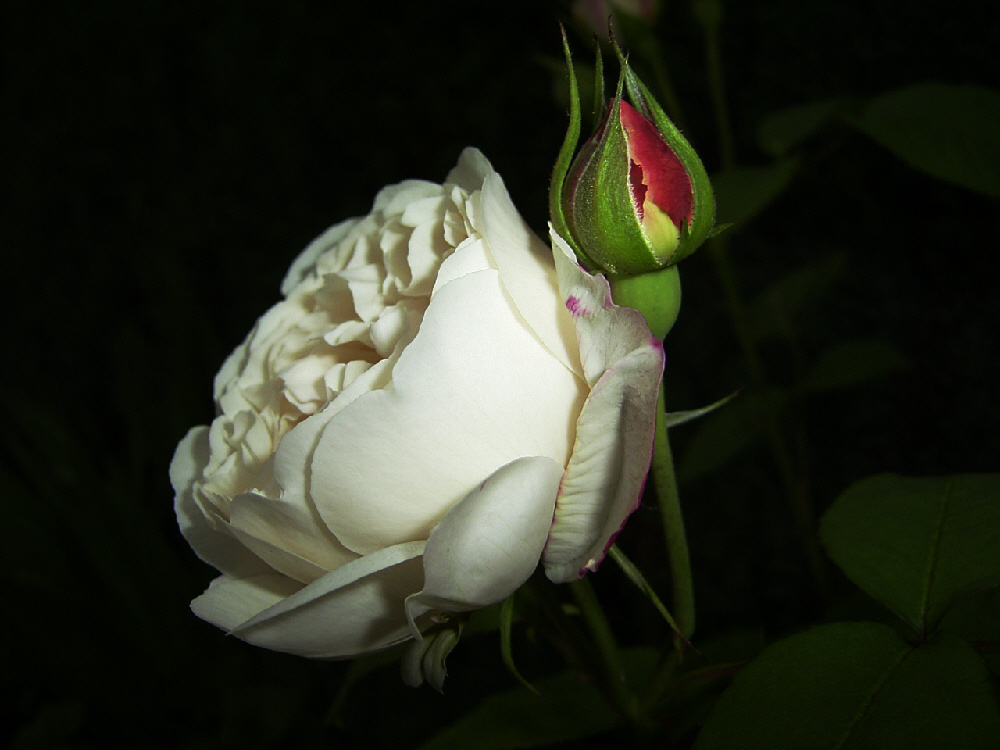 White Rose