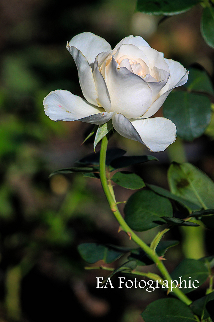 White Rose