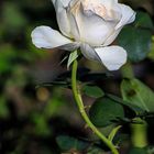 White Rose