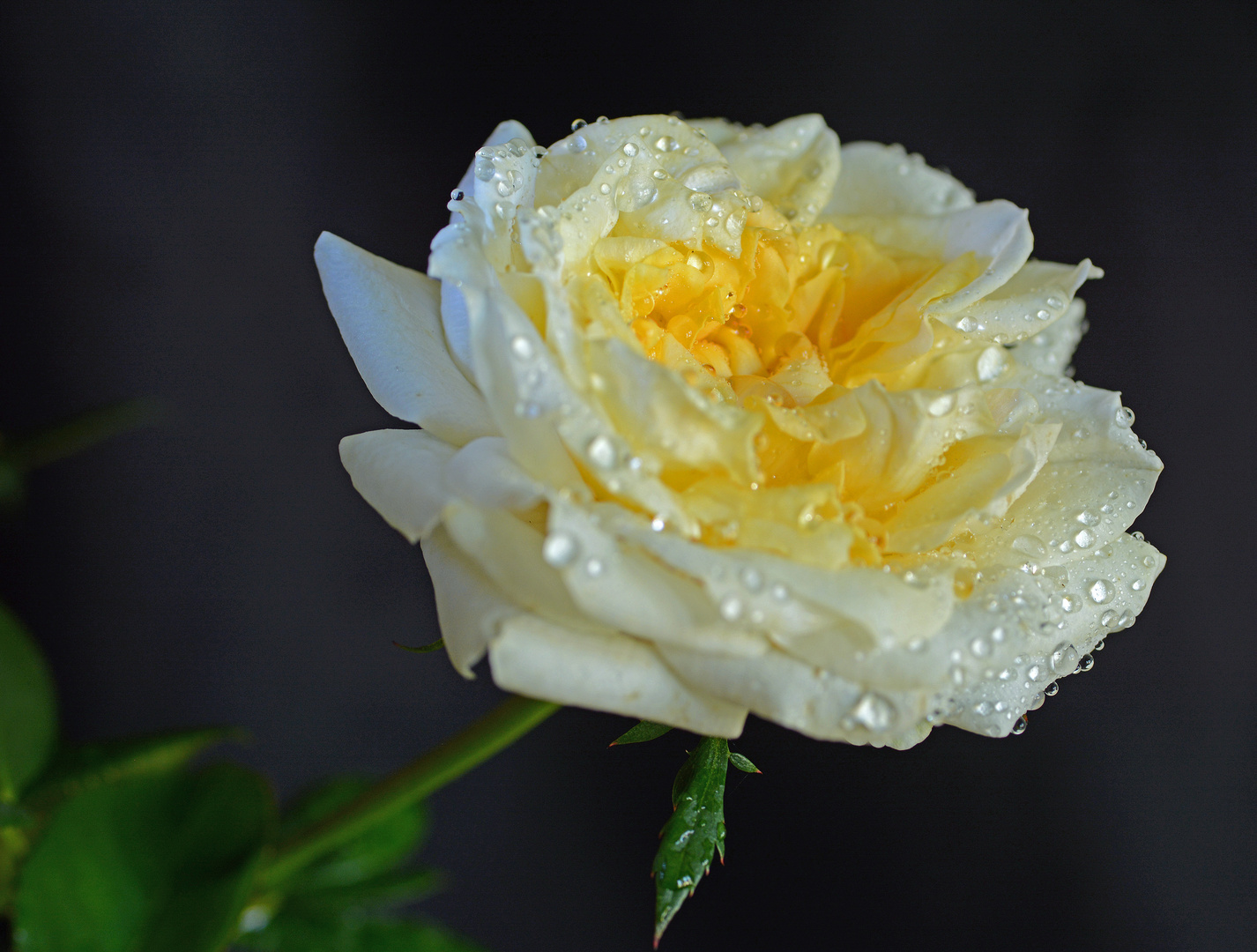 White rose aftyer the rain