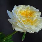 White rose aftyer the rain