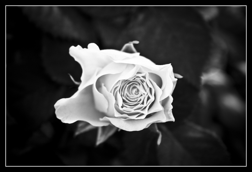 white rose