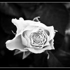 white rose