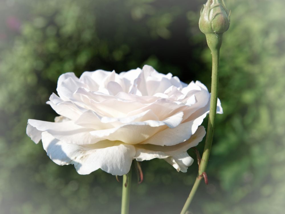 white rose