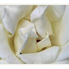 ~~White Rose~~