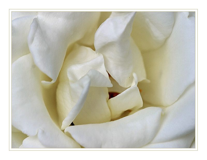 ~~White Rose~~ von Beate Kr