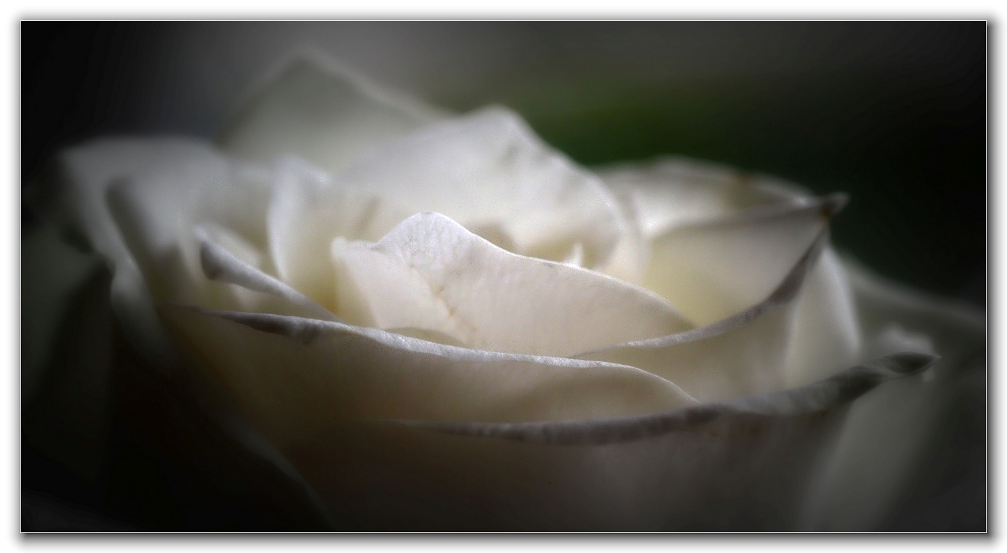 White rose