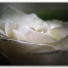 White rose