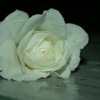 White rose