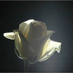 White Rose Backlight