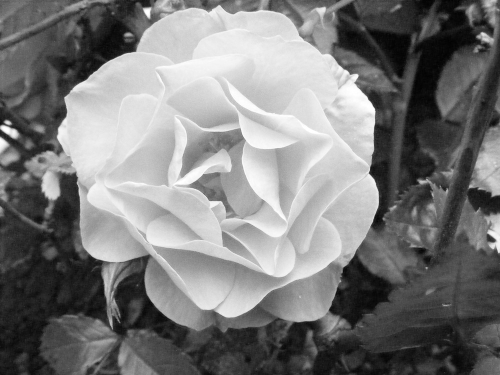 White Rose