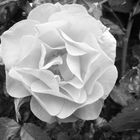 White Rose