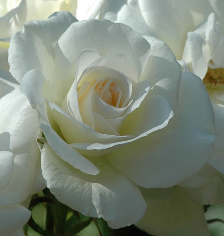 White Rose