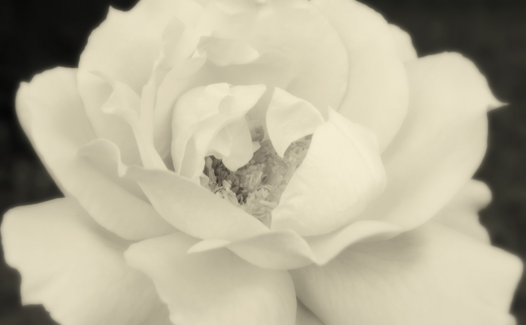 White Rose