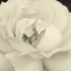 White Rose